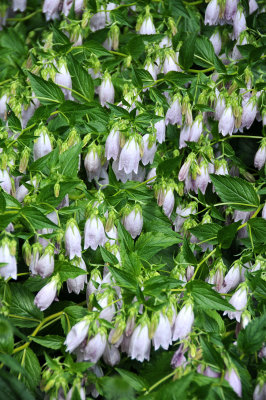 Campanula or Bell Flowers - Greenstreet Garden