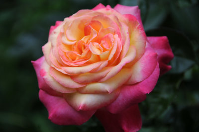 Rosa - Love & Peace