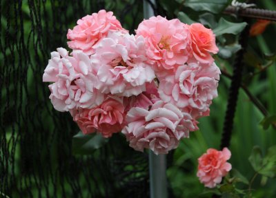 Paul Bocuse Roses