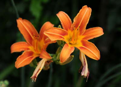 Day Lily Blossoms