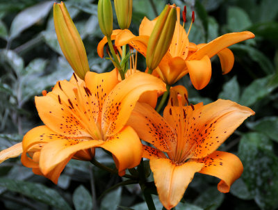 Lilies are in Bloom