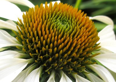 Echinacea