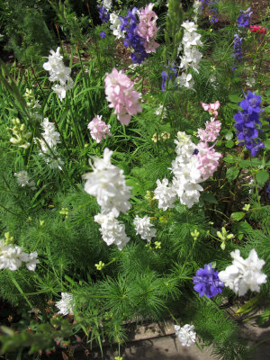 Larkspur