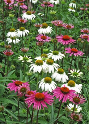 Echinacea