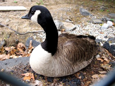 Juvenile Canadian Goose