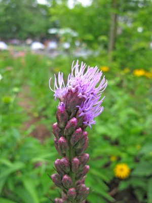 Liatris