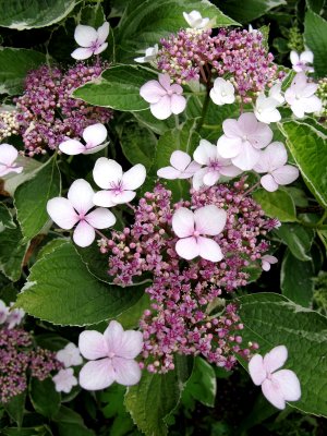 Hydrangea Blossoms