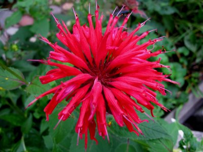 Bee Balm