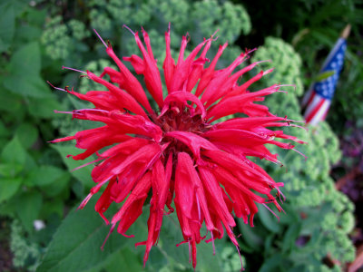 Bee Balm