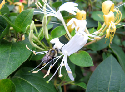 Honeysuckle & Bee
