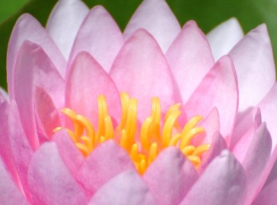 Water Lily Blossom