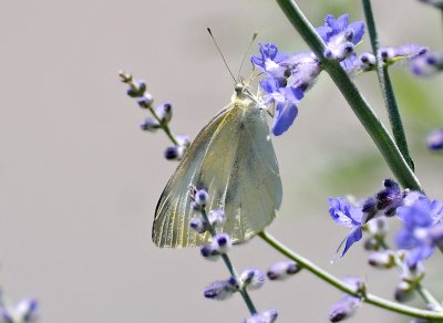 West Virginia White & Salvia Blossoms 