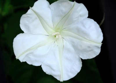 Moonflower Opening at Sunset