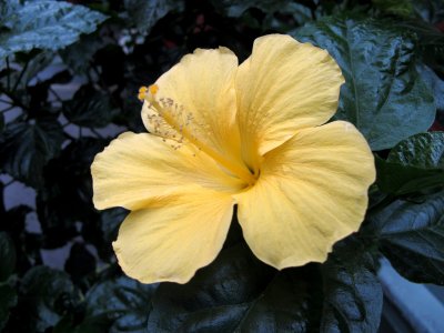 Yellow Hibiscus Blossom