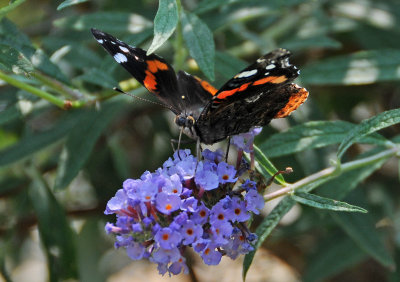 DSC_1298.JPG