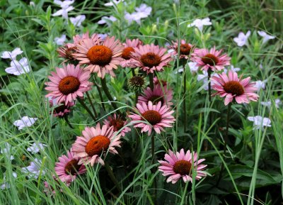 Echinacea Asters & Iphelon Lilies - Highline View