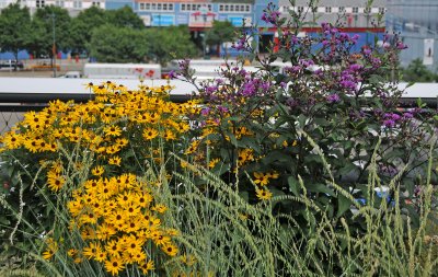 Highline View