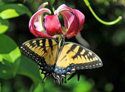 Eastern Tiger Swallowtail Butterfly on a Lily Blossom