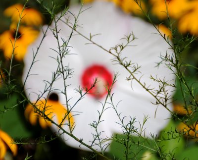 Pancake Hibiscus Blosson behind a Foliage Veil 