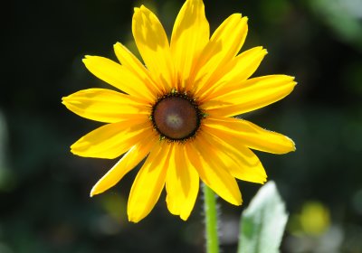 DSC_1630.JPG