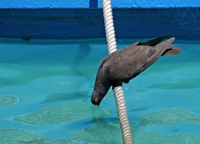 Pigeon Getting a Long Drink on a Hot Summer Day
