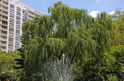 Weeping Willow Tree & Garden Fountain