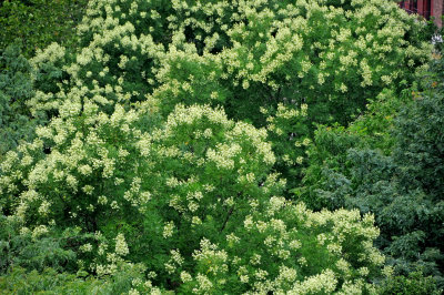 Japanese Pagoda Trees in Bloom