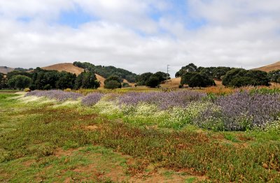 Wild Flowers in Marin County