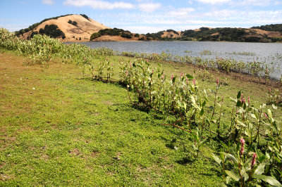 Stafford Lake, CA