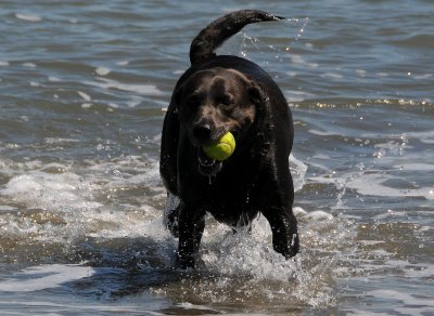 Fetching a Tennis Ball in the Bay