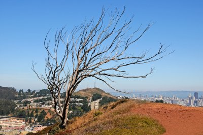 Mount Davidson & Vicinity