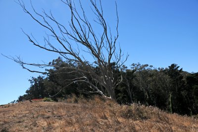 Mount Davidson & Vicinity