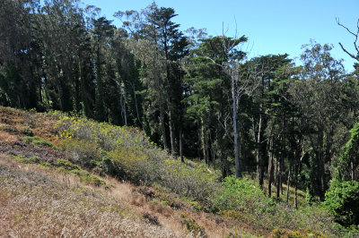 Mount Davidson & Vicinity