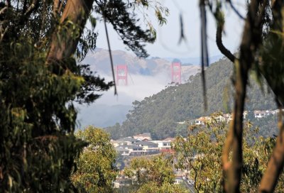 Mount Davidson & Vicinity