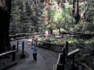 Muir Woods, CA