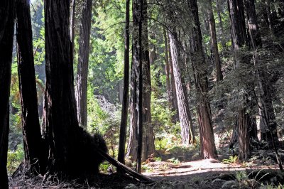 Muir Woods, CA