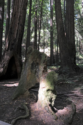 Muir Woods, CA