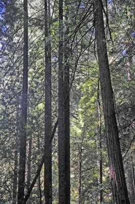 Muir Woods, CA