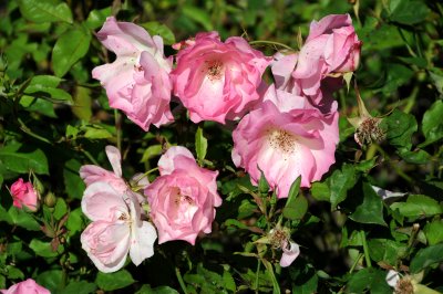 Rose Garden - Golden Gate Park