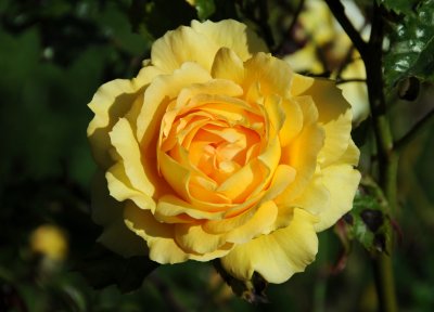 Rose Garden - Golden Gate Park