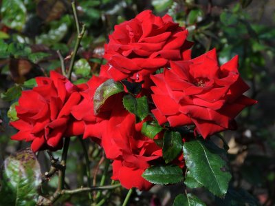 Rose Garden - Golden Gate Park