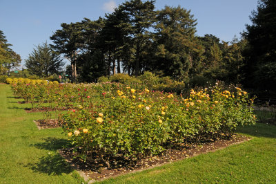 Rose Garden - Golden Gate Park