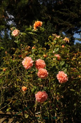 Rose Garden - Golden Gate Park