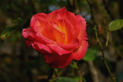 Rose Garden - Golden Gate Park