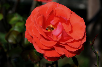 Rose Garden - Golden Gate Park