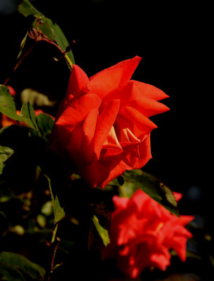 Rose Garden - Golden Gate Park