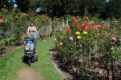 Rose Garden - Golden Gate Park