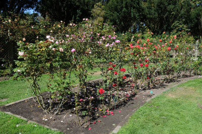 Rose Garden - Golden Gate Park