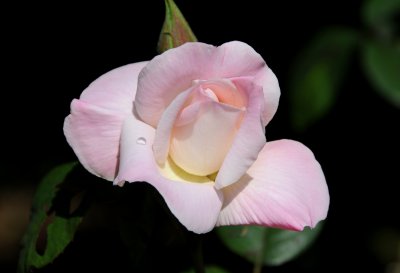 Rose Garden - Golden Gate Park