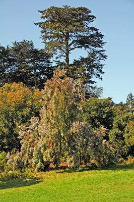 Golden Gate Park